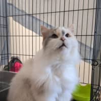Photo of Gigi