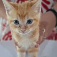 Photo of Jasper (K78)