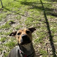 Photo of Brandy