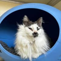 Photo of 🎪 Elmo 5400 🎪