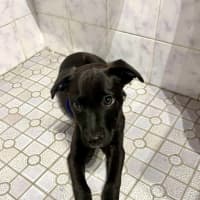Photo of Gertie   4 Month Old Labrador X (Trial 28/12)
