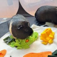 Photo of Choc And Chip