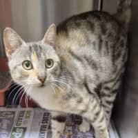 Photo of Jasmine