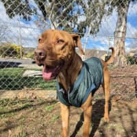 Photo of Pikelet 🥞