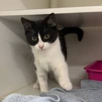 Photo of Luna