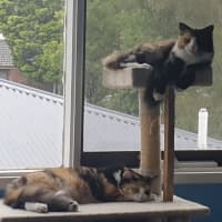 Photo of Puss & Boots.     Assisted Rehome