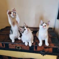 Photo of Nandor   Located In Coburg