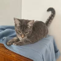 Photo of Asher