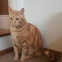 Photo of Toffee