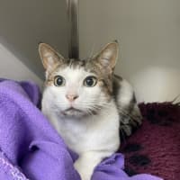 Photo of Prismo