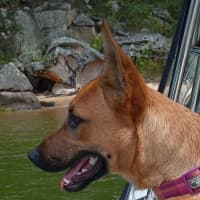 Photo of Nala