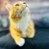 Photo of Thelonious   Located In Fitzroy 