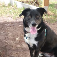 Photo of Rosie
