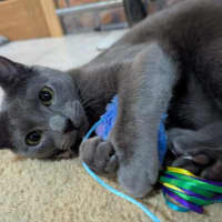 Photo of Smokey