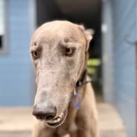 Photo of Bluey   3 Year Old Greyhound