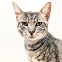 Photo of Talking Tom