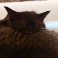 Photo of Prismo