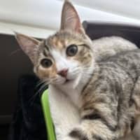 Photo of Moxie