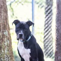 Photo of Simba