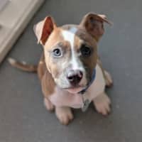 Photo of Plum