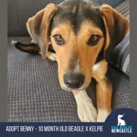 Photo of Benny   10 Month Old Beagle X Kelpie