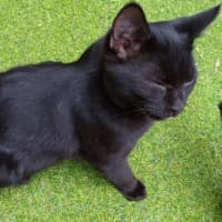 Photo of Midnight