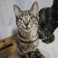 Photo of Oscar   Located In Boronia 