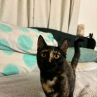 Photo of Whisper
