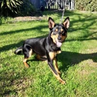 Photo of Kado (63897)
