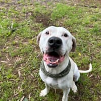 Photo of Harley