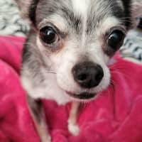 Photo of Hugo And Rocky