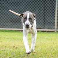 Photo of Buddy
