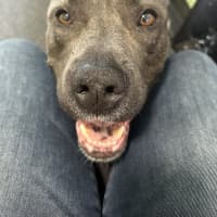 Photo of Bandit   6 Year O Id American Staffy X