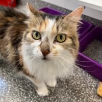 Photo of Butter And Skittles