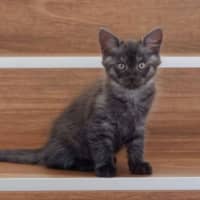 Photo of Ollie And Mowgli