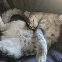 Photo of Clooney ** 2nd Chance Cat Rescue**
