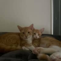 Photo of Kevin & Cheddar 