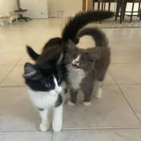 Photo of Jagga Meet Me@Petstock Keysborough Store