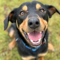 Photo of Ollie