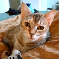 Photo of Nymeria 