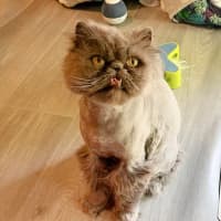 Photo of 🧡Artemis & Lula💙