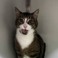 Photo of Milo (Bonded To Millie)