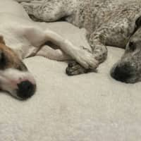 Photo of Molly   1 Year Old Australian Terrier X