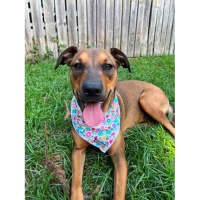 Photo of Gloria *$350 Adoption Fee*