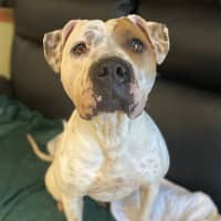 Photo of Sumo