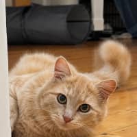 Photo of Monte Carlo / Paw Paw