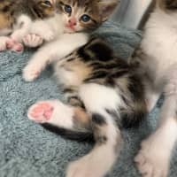Photo of Rhubarb
