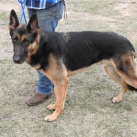 Photo of Bluey