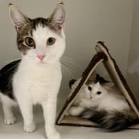 Photo of Choc And Chip