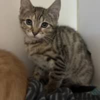 Photo of Tiki